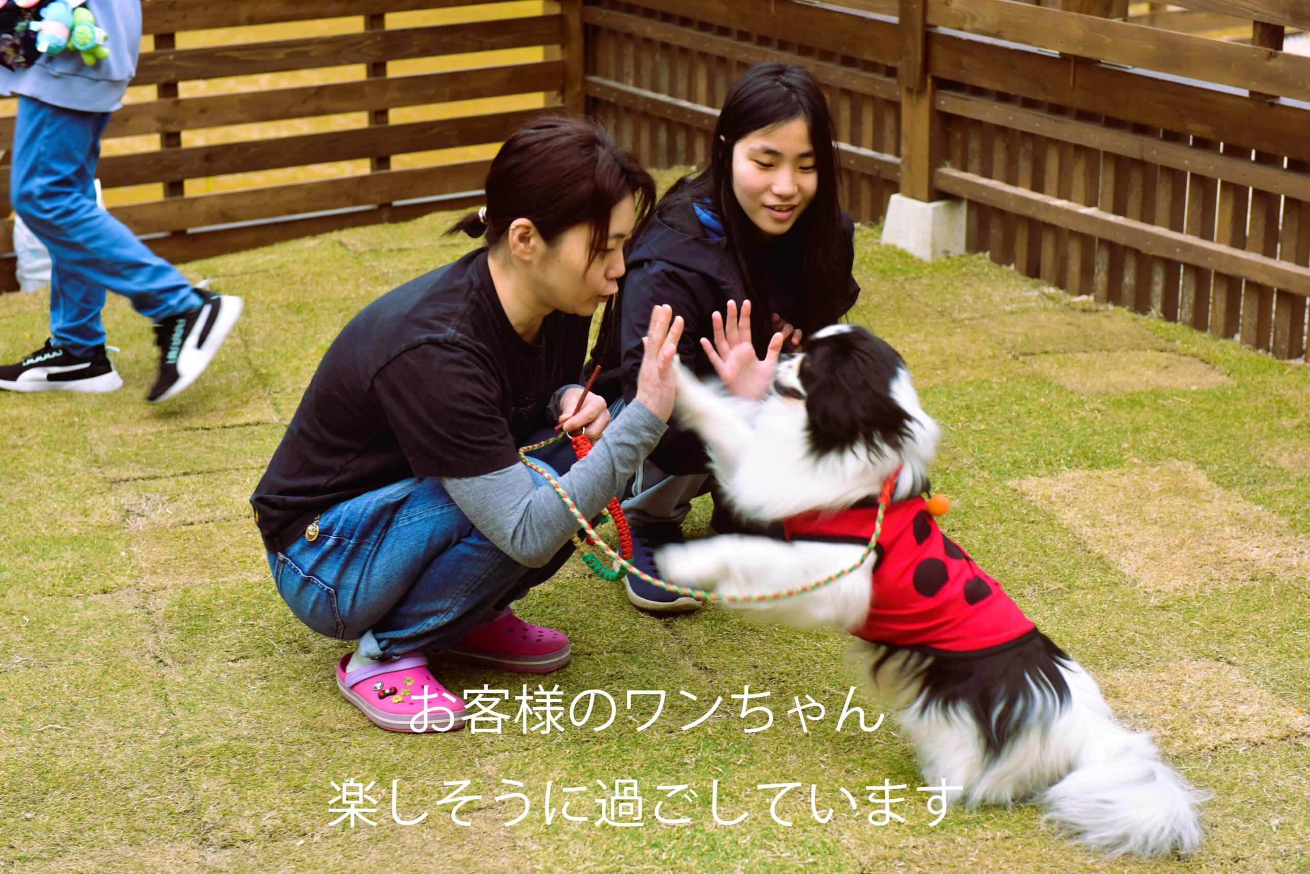 愛犬と遊ぶ家族の写真